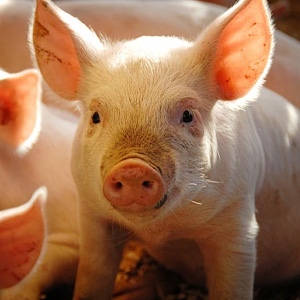 Pig Manure