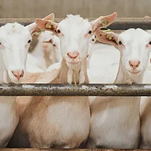 Sheep Manure